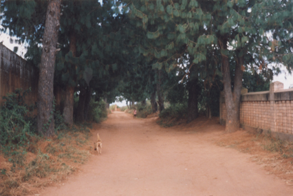 Une allée ombrageuse à l'entrée du village