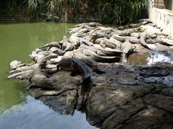 Élevage de crocodiles à Croc-Farm
