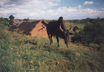 Un zébu à l'entrée du village