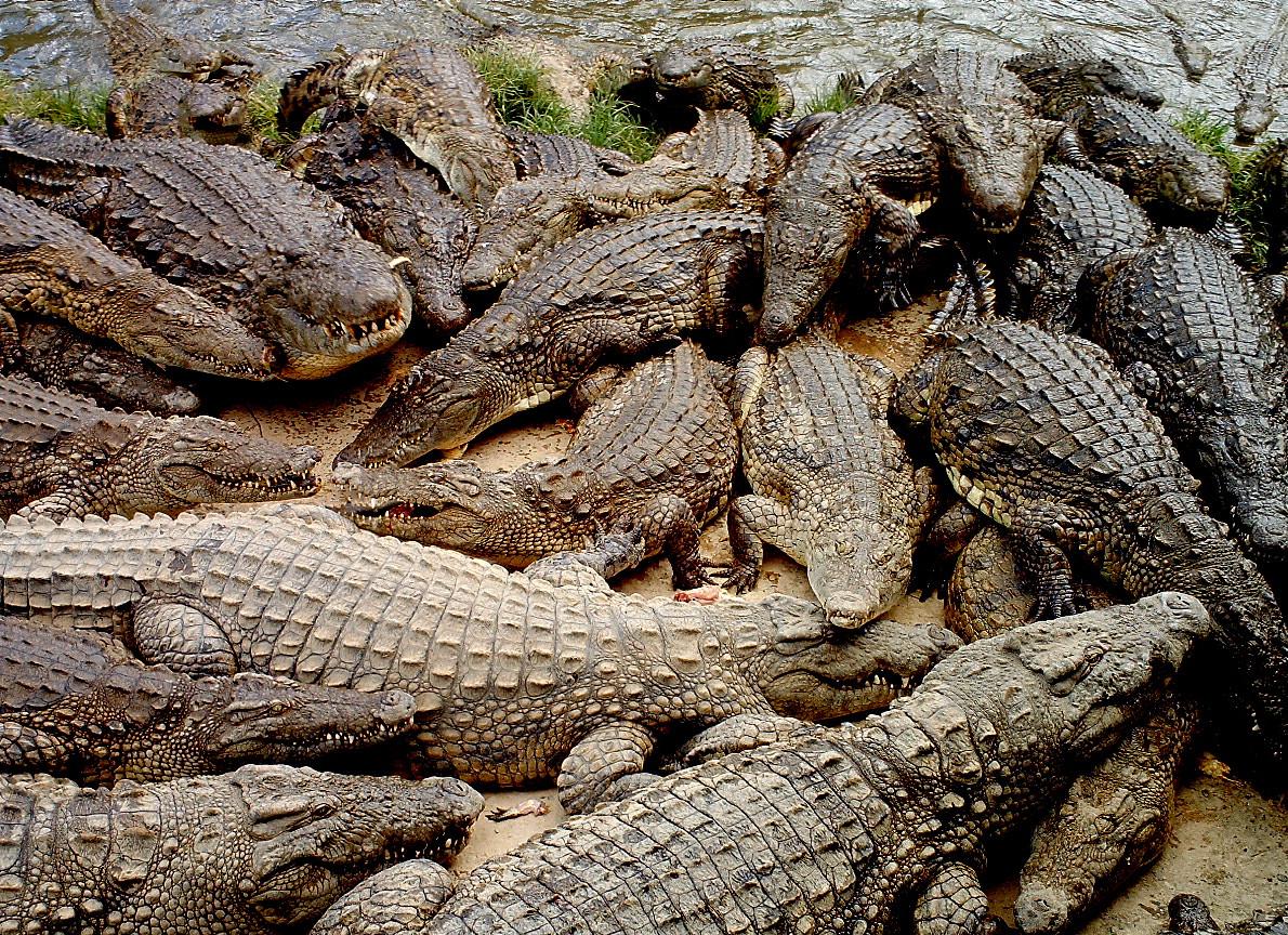 27 croc farm croconciliabules