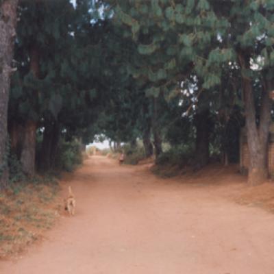 Une allée ombrageuse à l'entrée du village