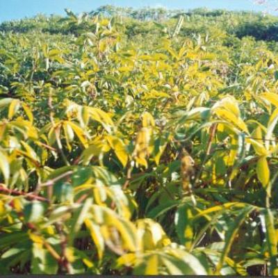 Culture de manioc