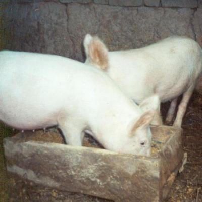Élevage de porcs