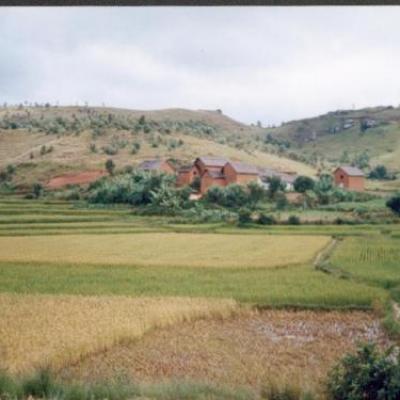 Une rizière avant la moisson
