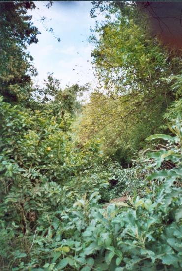 Une partie du fossé entourant le village envahie par la végétation