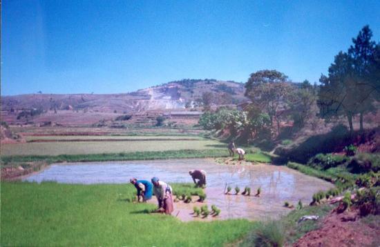 11--Une-rizire-prs-du-village-.jpg